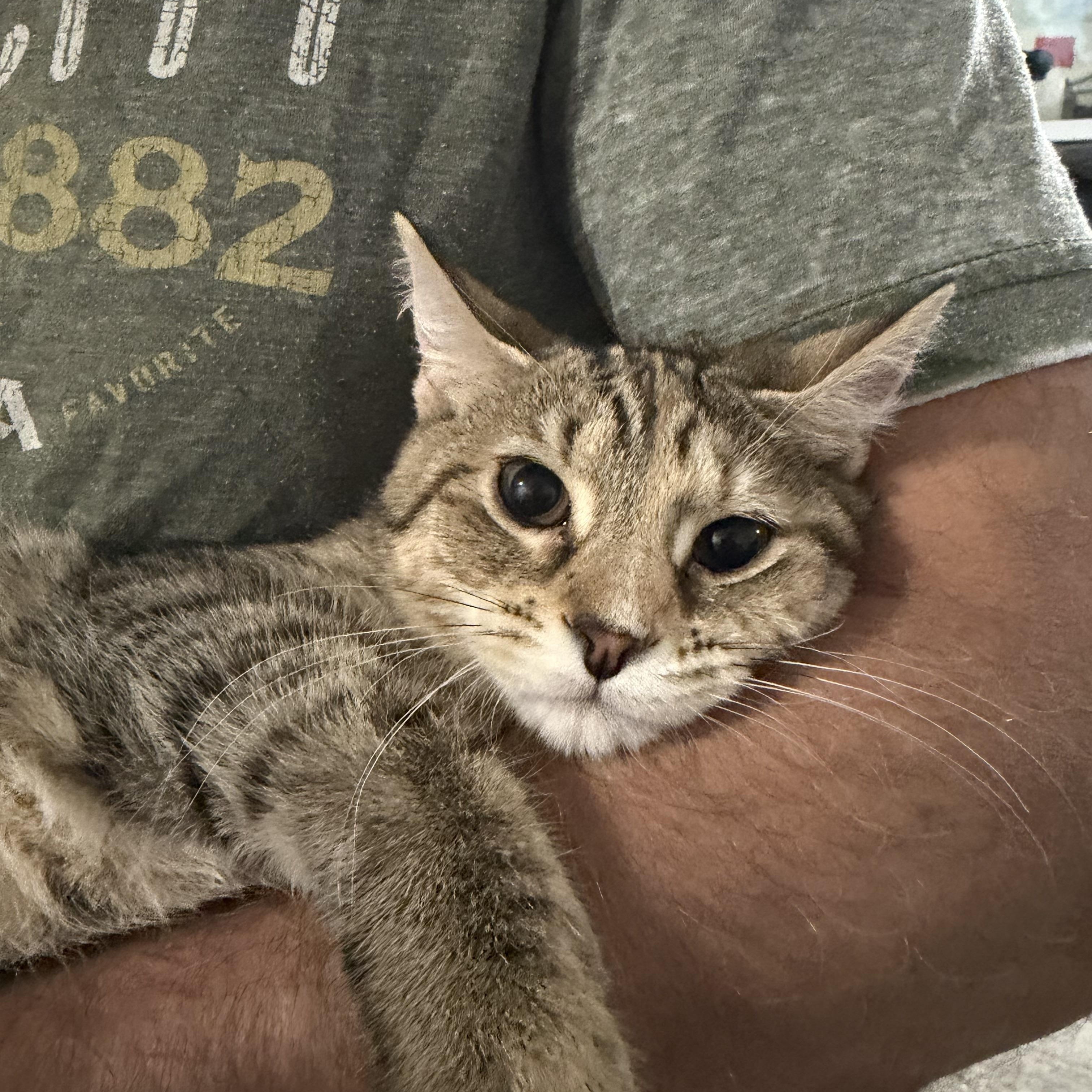 Enlarge Gnocchi & Ravioli, a ADOPTABLE American Shorthair in Frederick, MD image 4/6