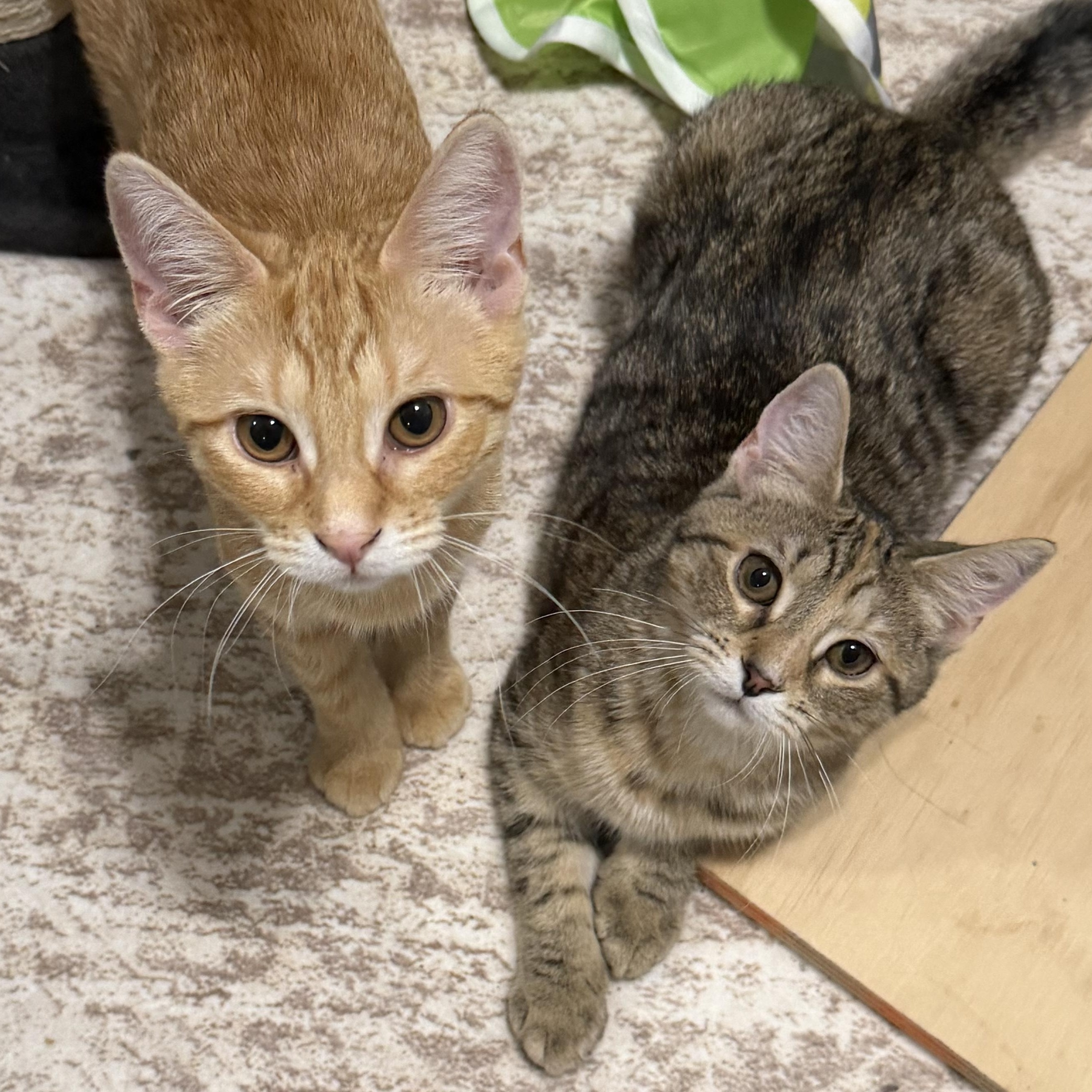Enlarge Gnocchi & Ravioli, a ADOPTABLE American Shorthair in Frederick, MD image 1/6