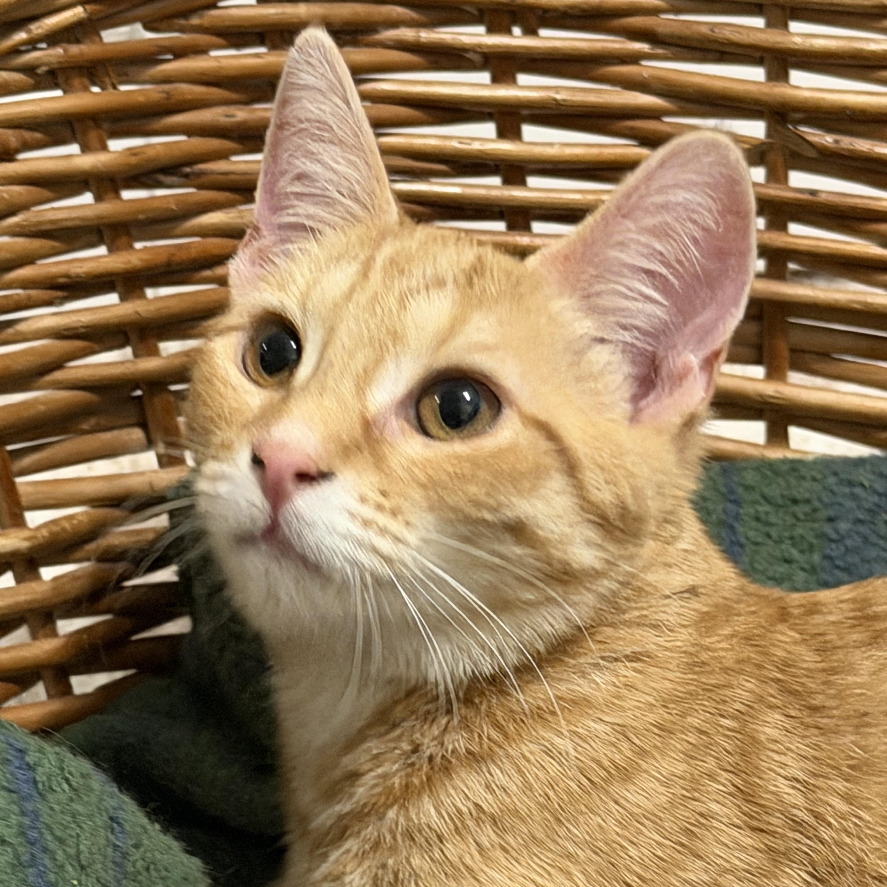 Enlarge Gnocchi & Ravioli, a ADOPTABLE American Shorthair in Frederick, MD image 5/6
