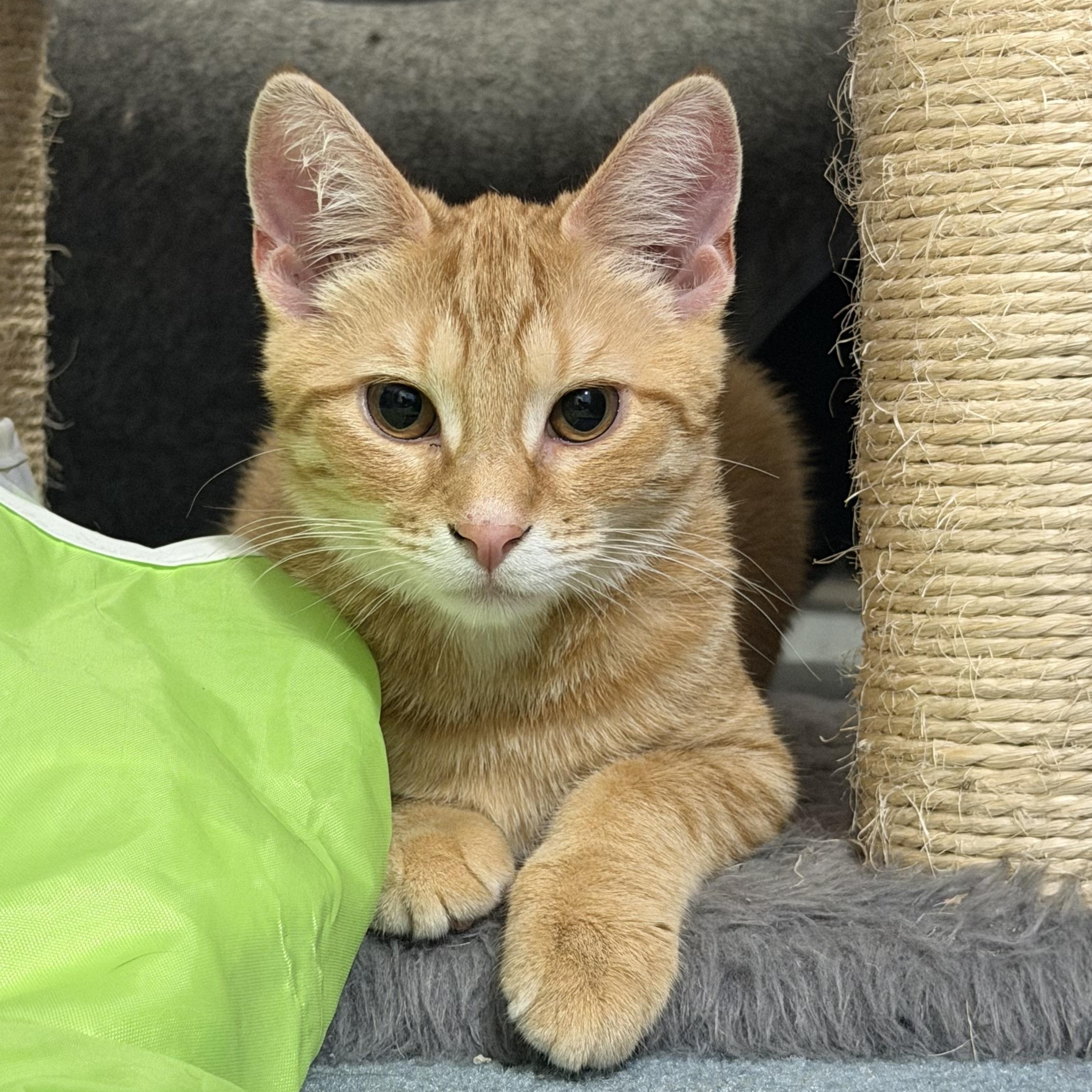 Enlarge Gnocchi & Ravioli, a ADOPTABLE American Shorthair in Frederick, MD image 3/6