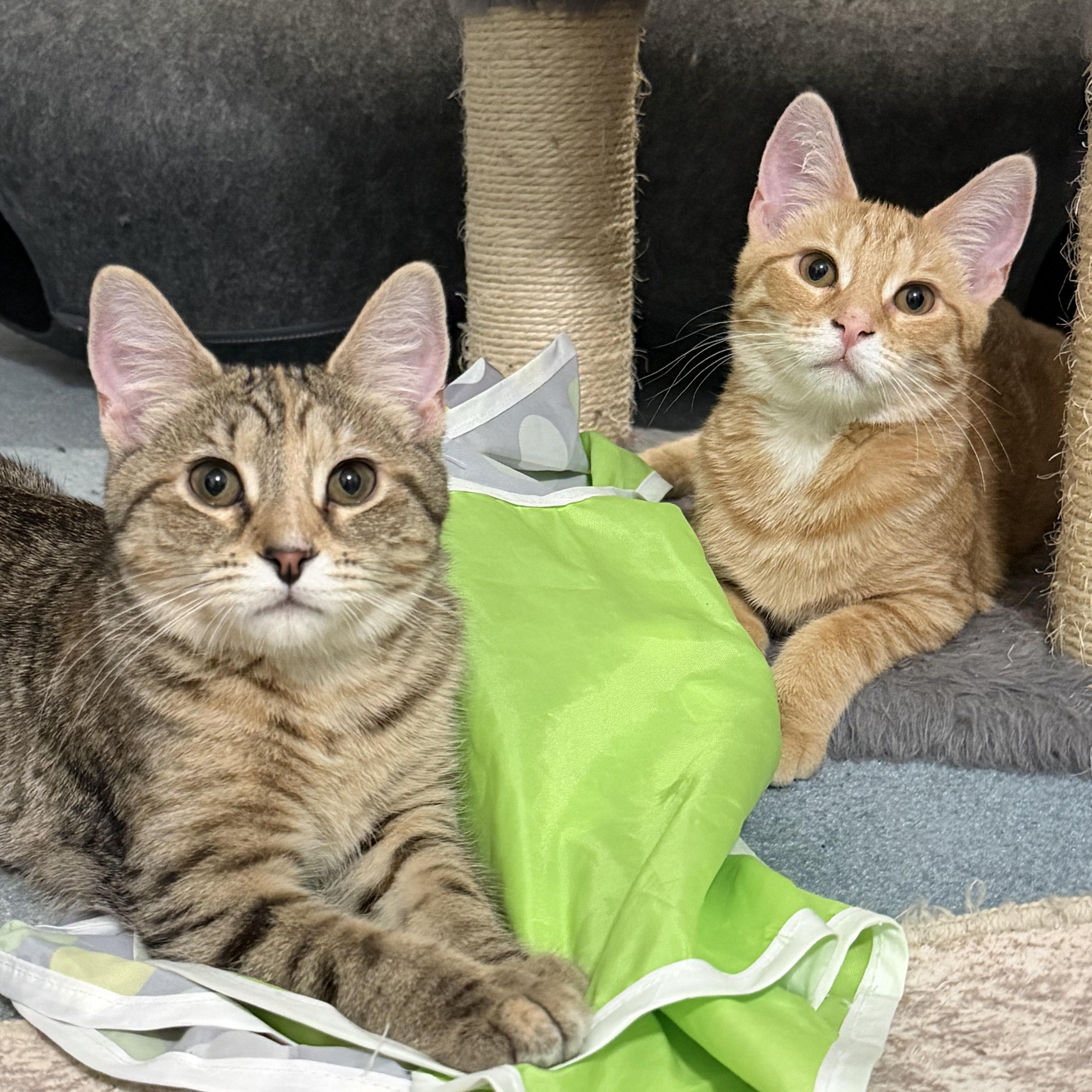 Enlarge Gnocchi & Ravioli, a ADOPTABLE American Shorthair in Frederick, MD image 2/6