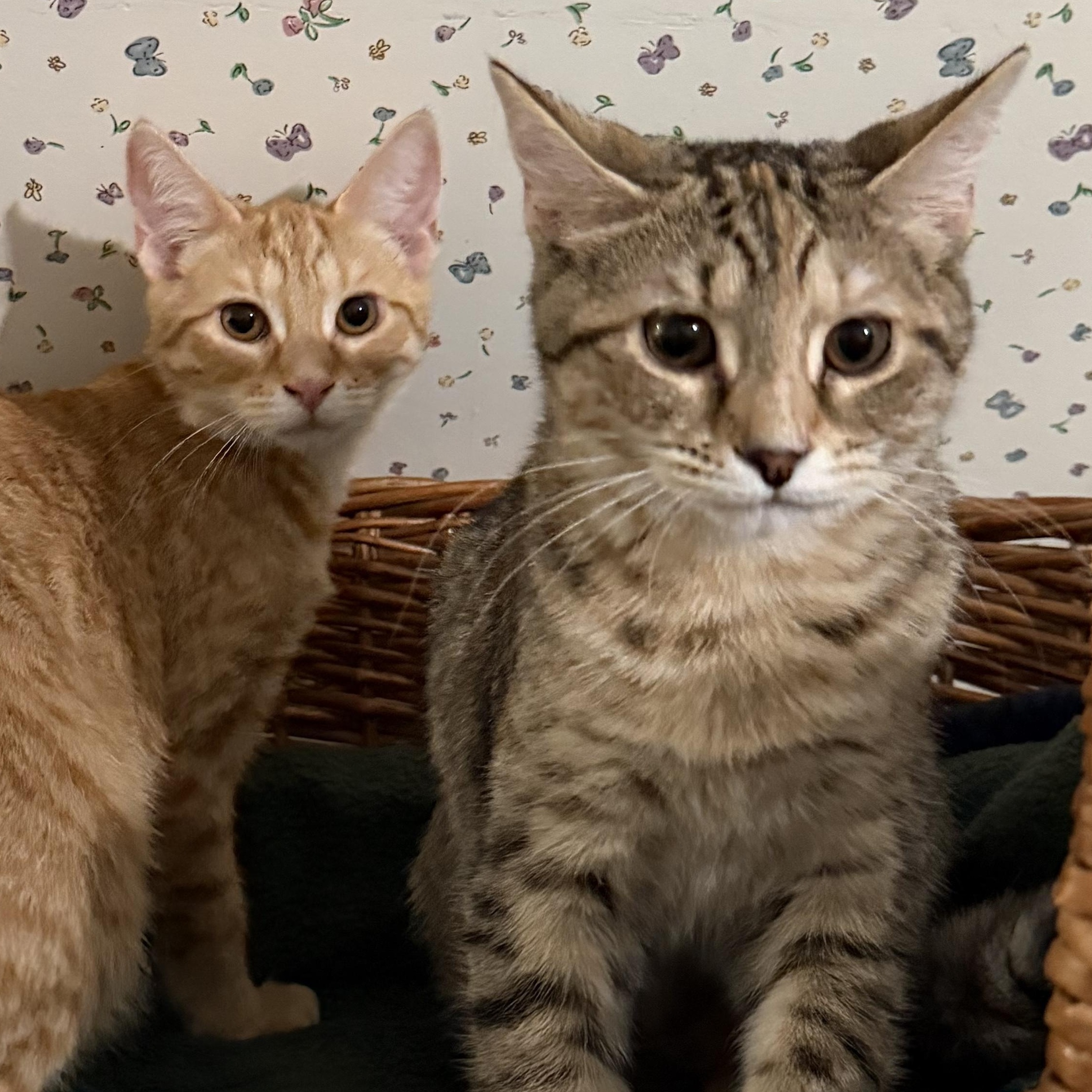 Enlarge Gnocchi & Ravioli, a ADOPTABLE American Shorthair in Frederick, MD image 6/6