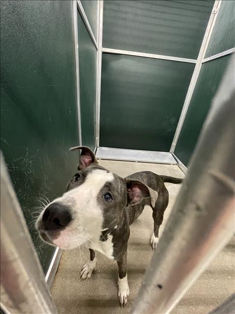 Enlarge BLUE, a Adoptable mixed breed in Killeen, TX image 1/1