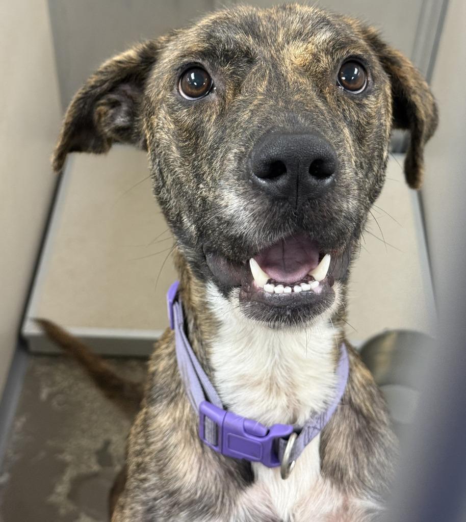 Mama Mia, Adoptable, Adult Female Shepherd.
