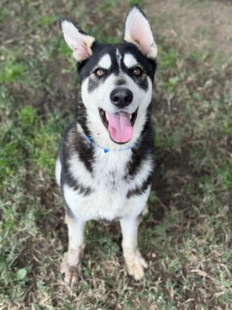 WALLACE — thumbnail 4