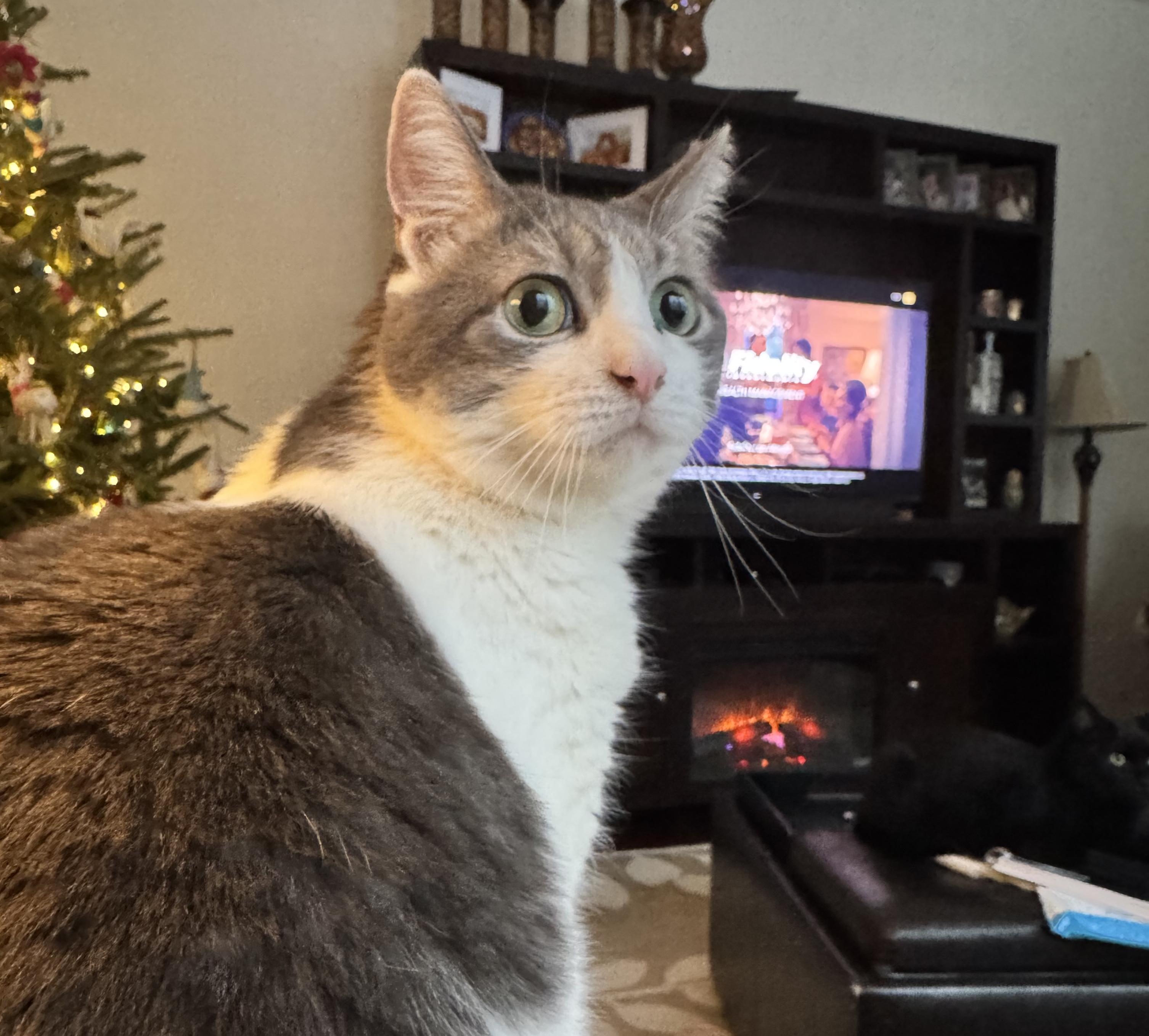 June Bug, Senior Female Domestic Short Hair