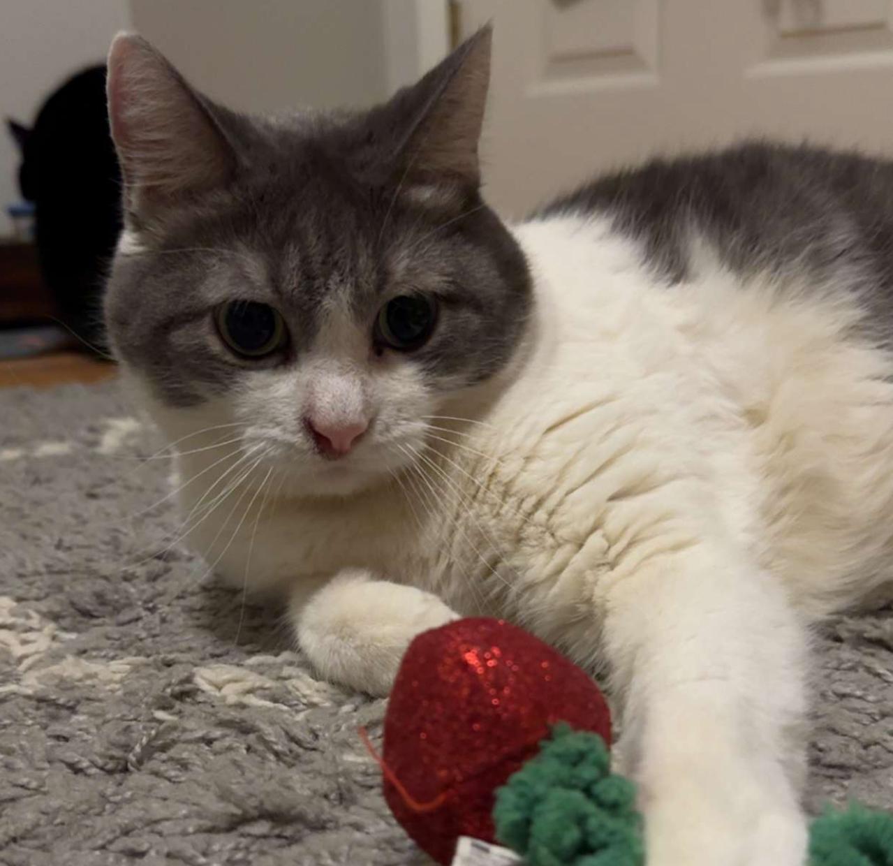 June Bug, a Adoptable Domestic Short Hair in Latham, NY image 2/4