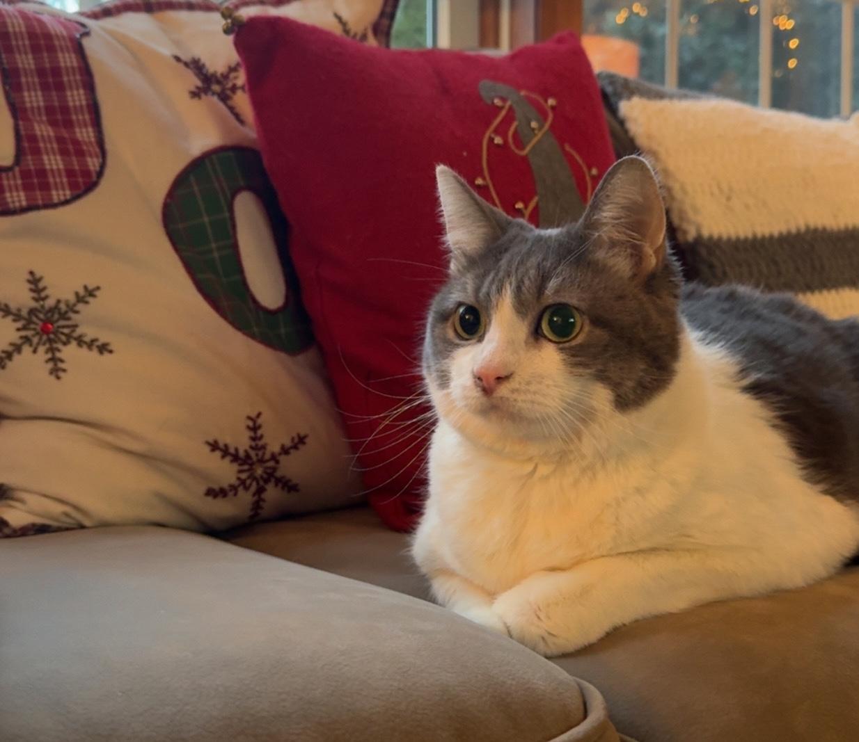 June Bug, a Adoptable Domestic Short Hair in Latham, NY image 3/4