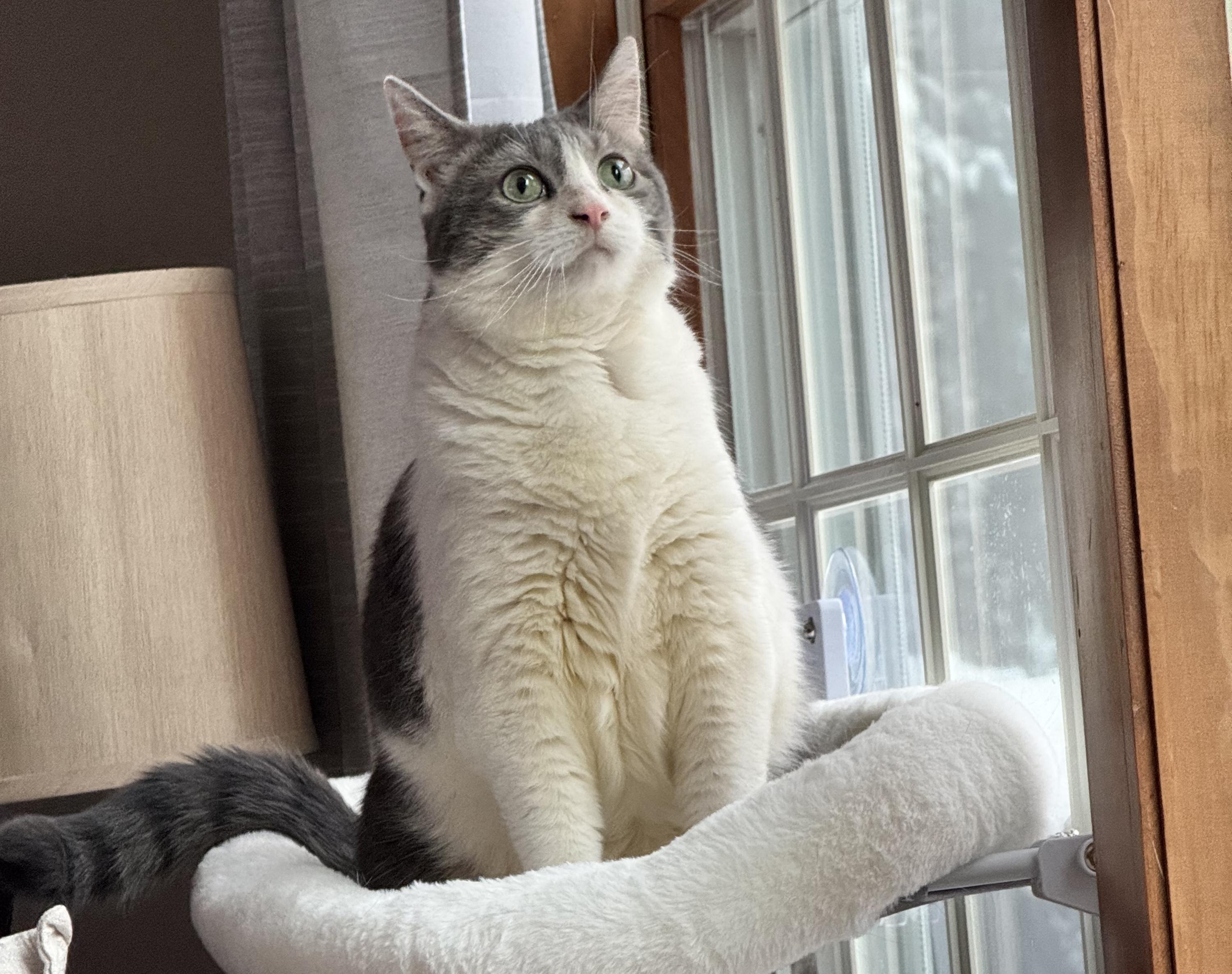 June Bug, a Adoptable Domestic Short Hair in Latham, NY image 4/4