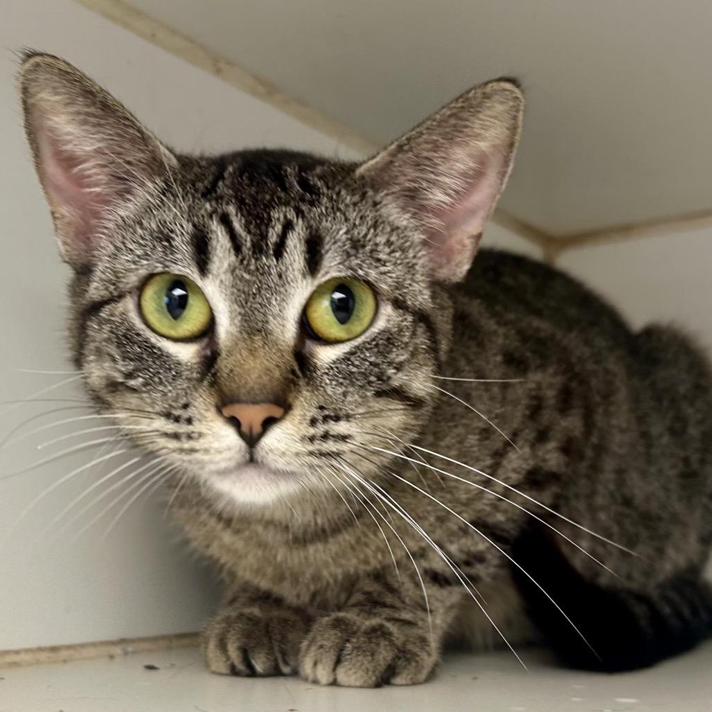 Muffin, Adoptable, Adult Female Domestic Short Hair.