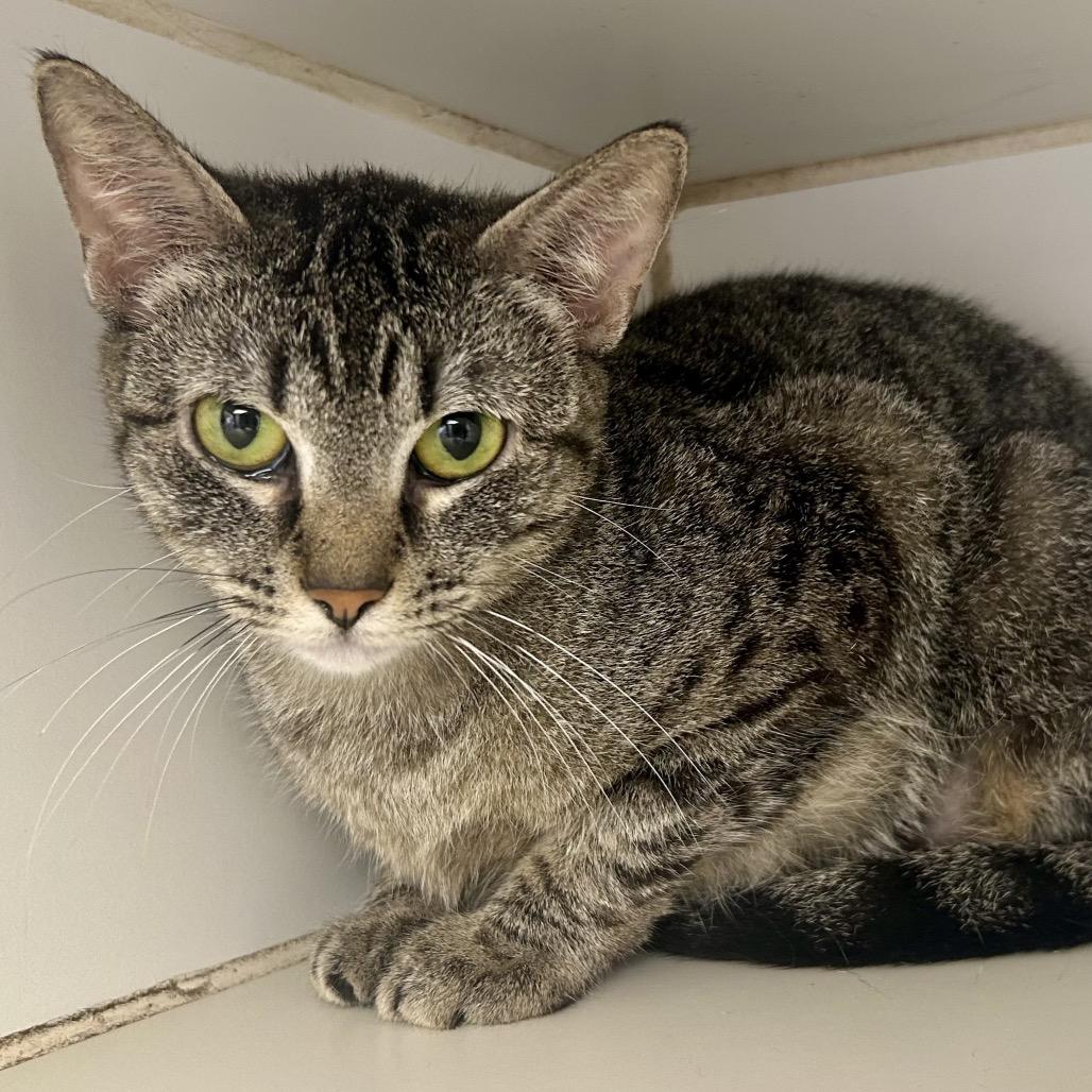 Enlarge Muffin, a Adoptable Domestic Short Hair in St Joseph, MO image 2/2
