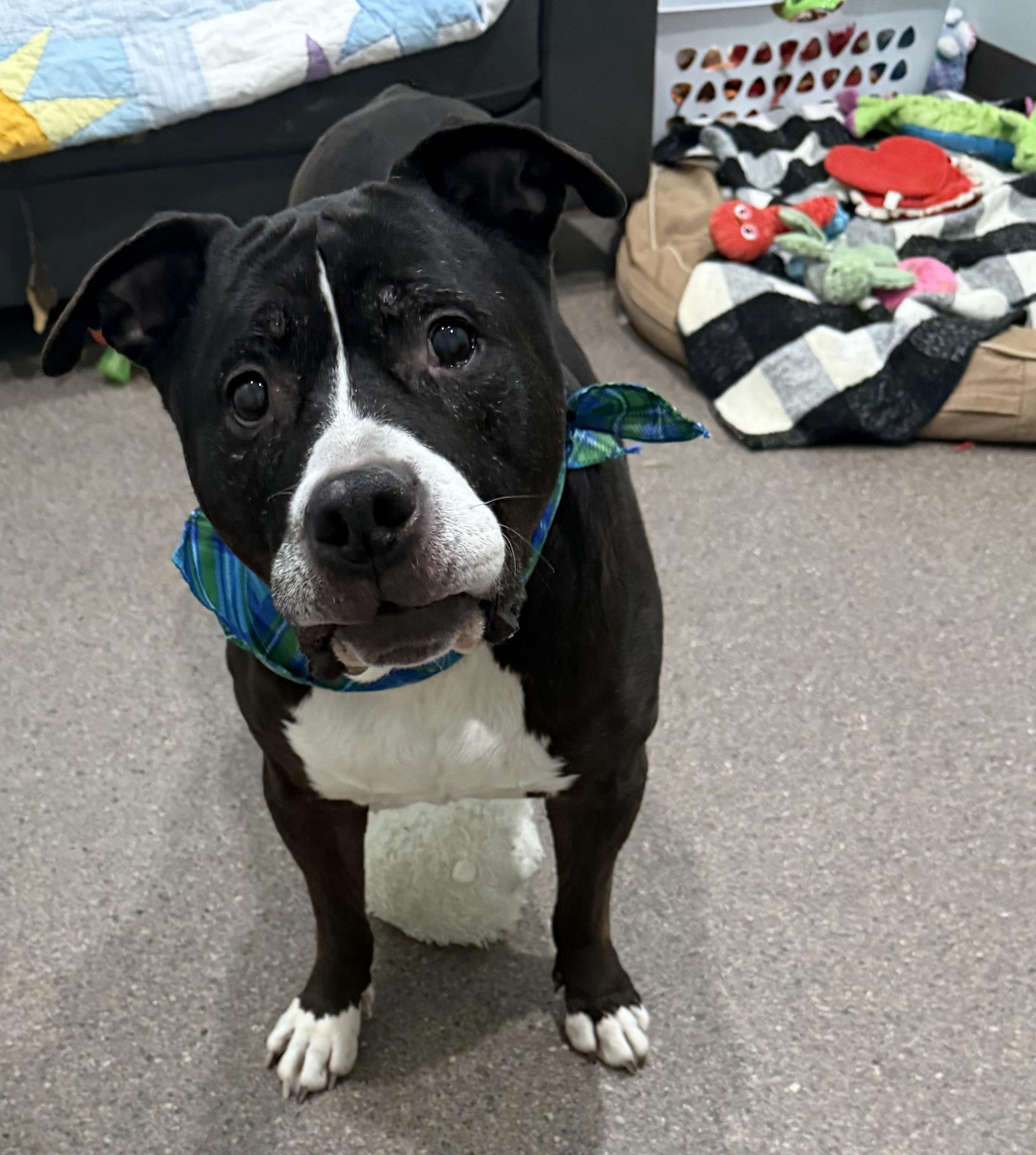 Enlarge Flash, a ADOPTABLE mixed breed in Sault Sainte Marie, MI image 2/3