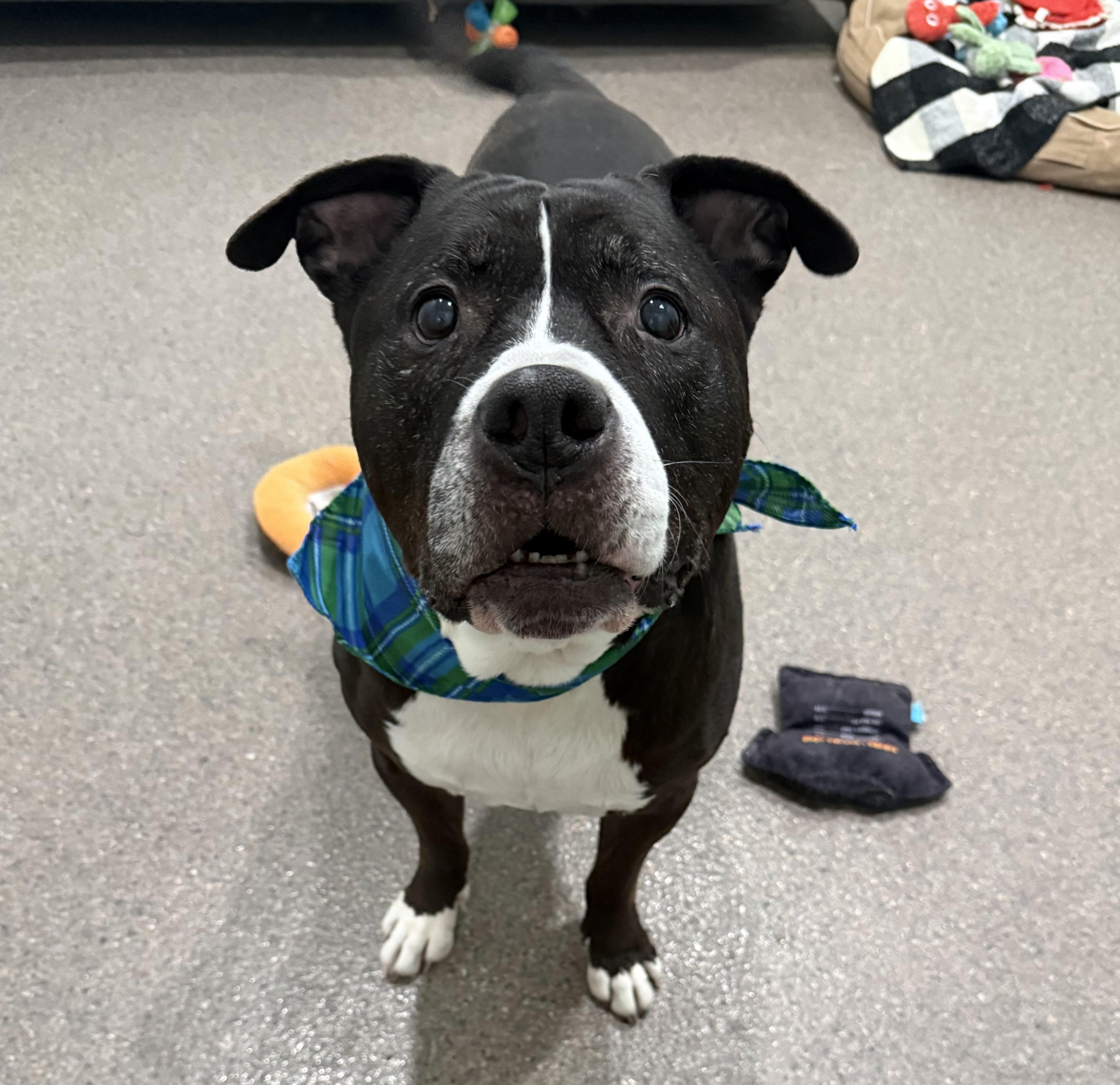 Enlarge Flash, a ADOPTABLE mixed breed in Sault Sainte Marie, MI image 1/3