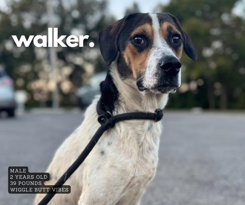 Enlarge Walker, a Adoptable Treeing Walker Coonhound in Ashland, KY image 1/1