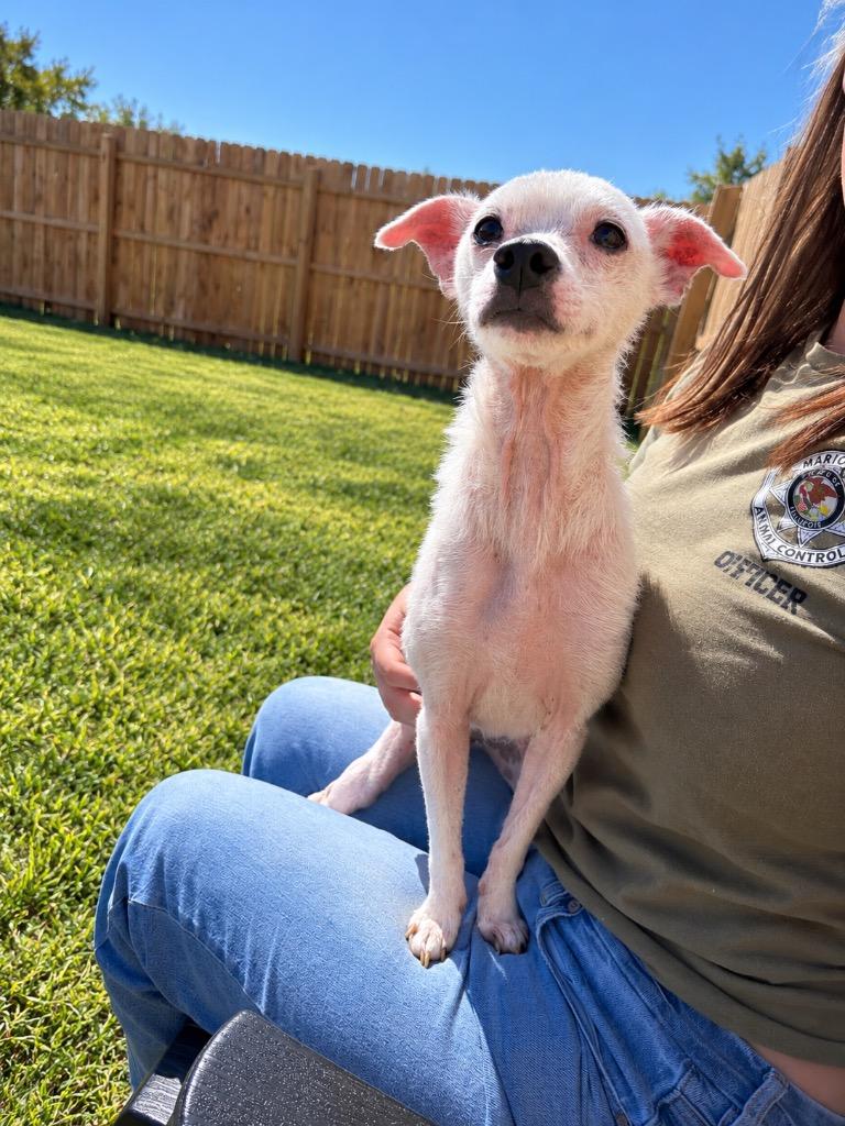 Josephine, Adoptable, Adult Female West Highland White Terrier / Westie.