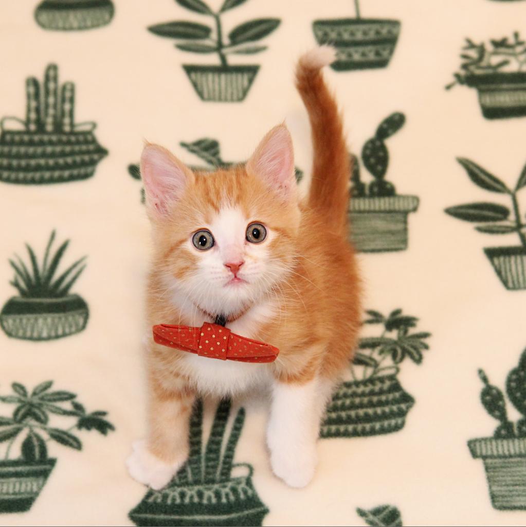 Enlarge Max Russo, a Adoptable Domestic Short Hair in FAIRWAY, KS image 1/6