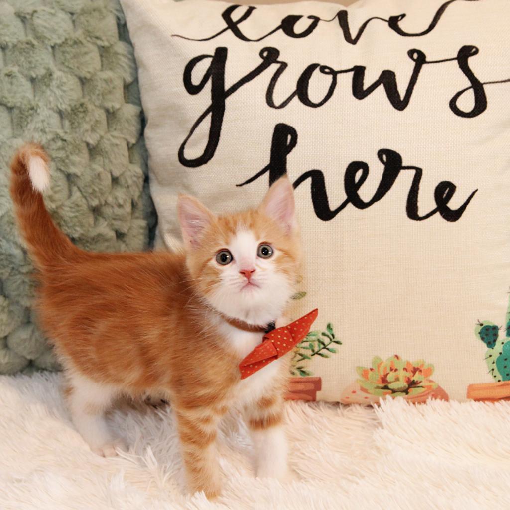 Enlarge Max Russo, a Adoptable Domestic Short Hair in FAIRWAY, KS image 2/6