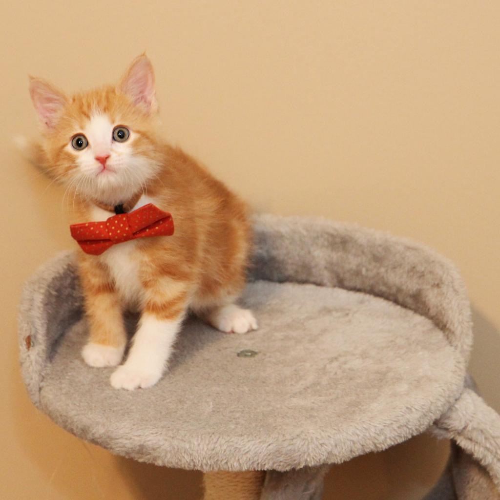 Max Russo, Adoptable, Adult Male Domestic Short Hair.