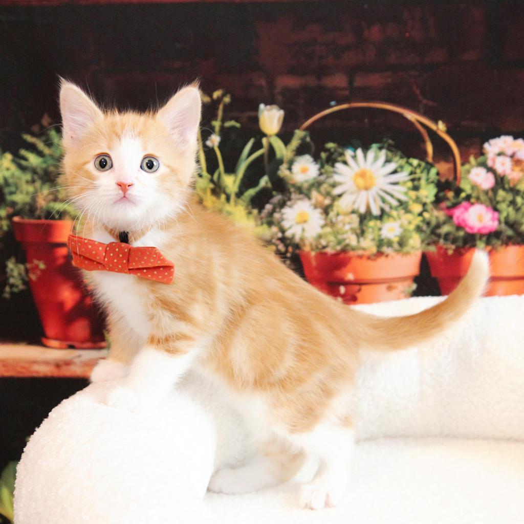 Enlarge Max Russo, a Adoptable Domestic Short Hair in FAIRWAY, KS image 5/6