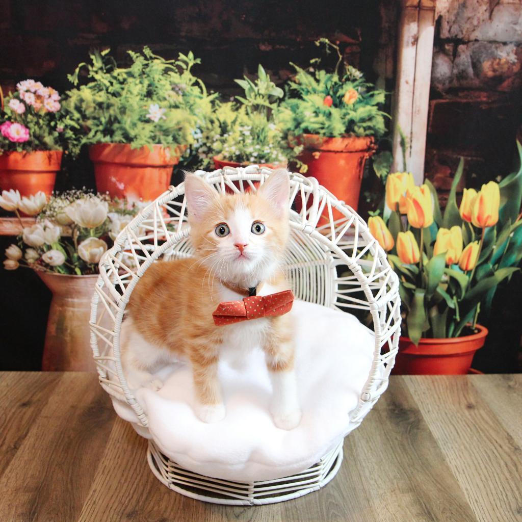 Enlarge Max Russo, a Adoptable Domestic Short Hair in FAIRWAY, KS image 6/6