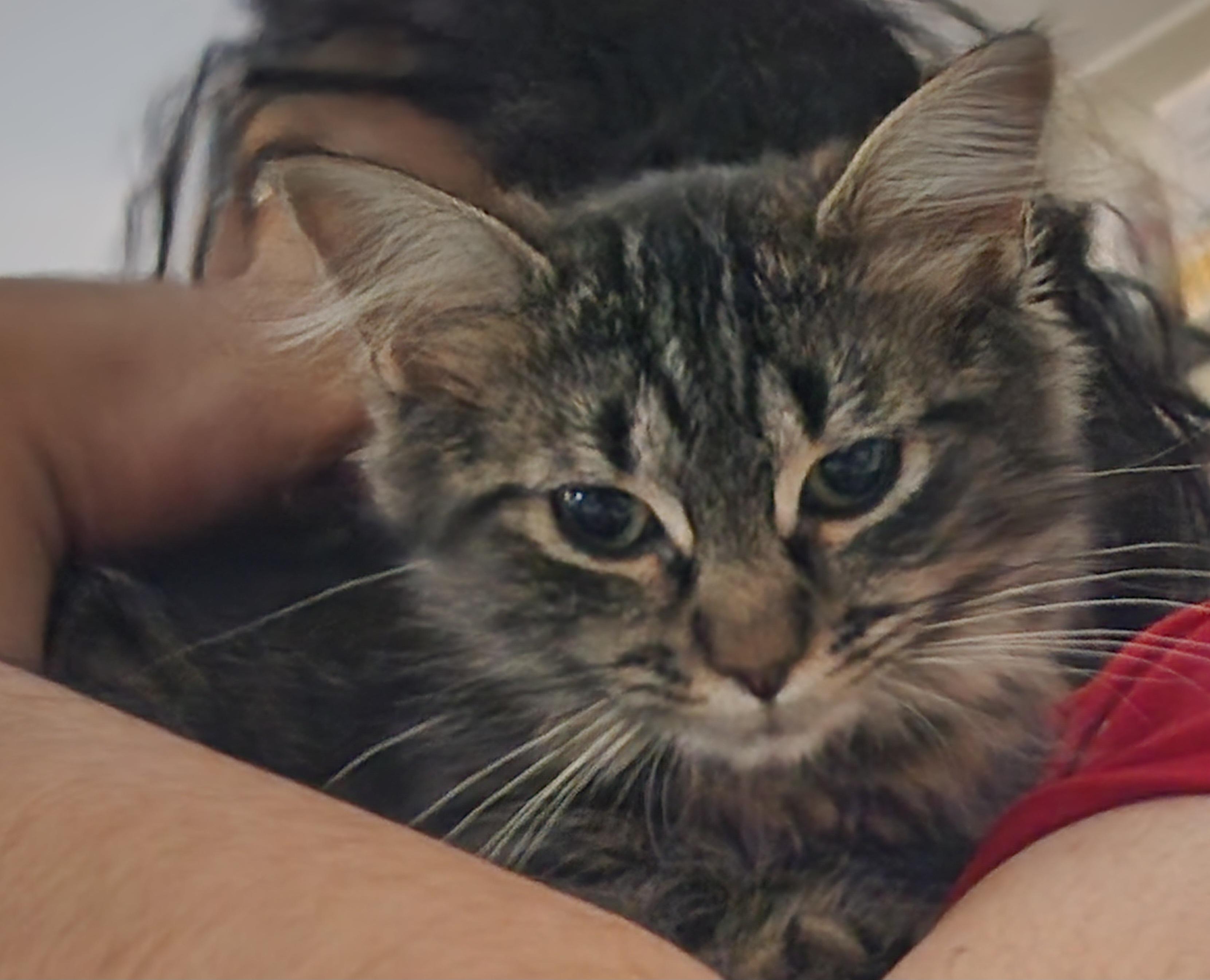 Sonata, adopted, Kitten Female Domestic Long Hair.