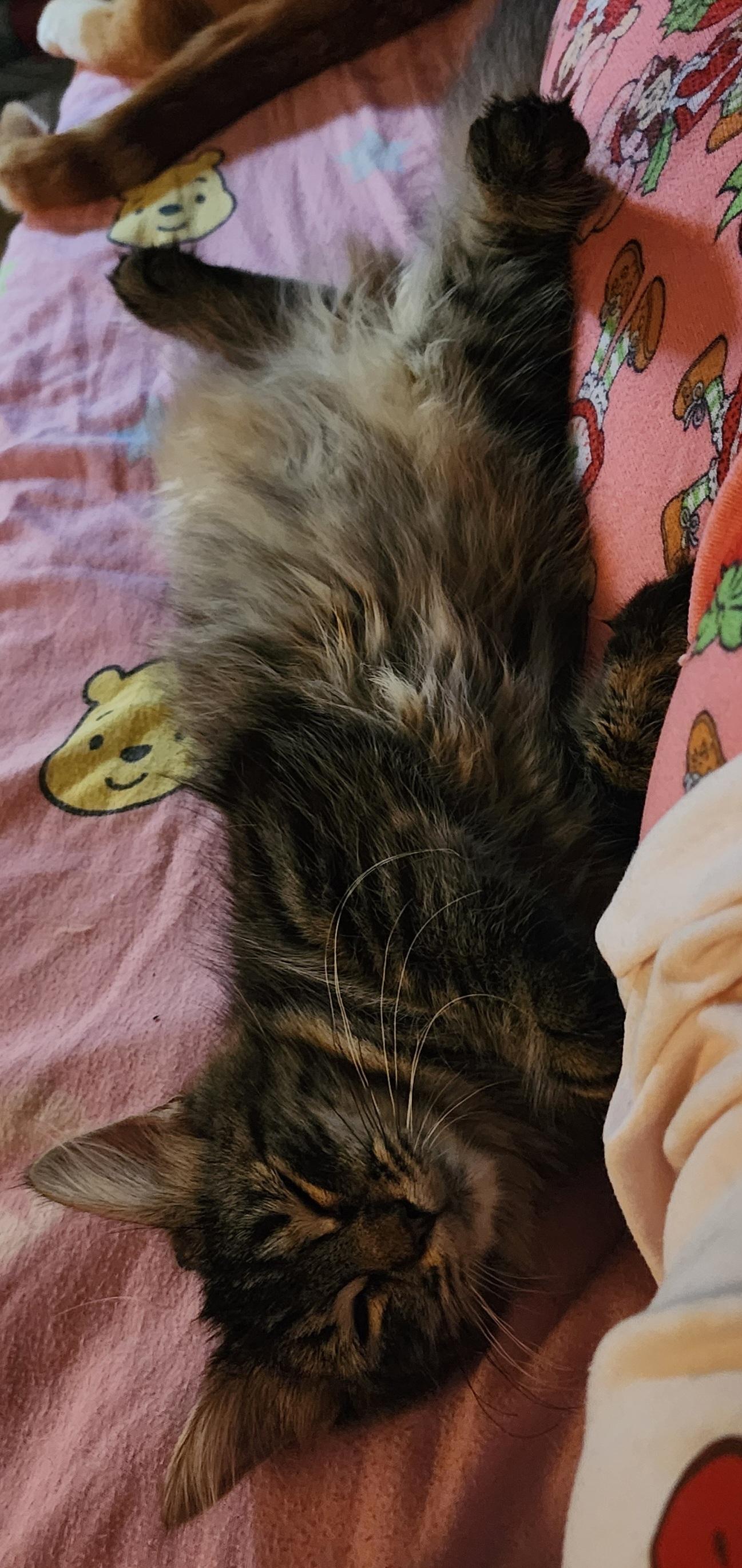 Sonata, an adopted mixed breed in New York, NY image 4/4