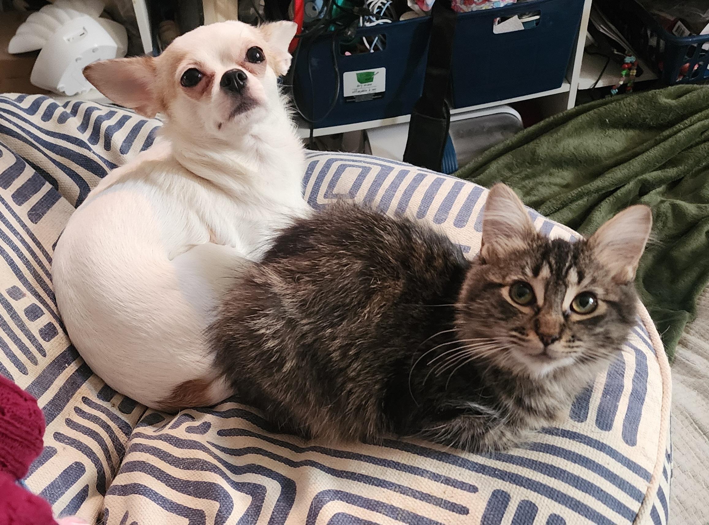 Sonata, an adopted mixed breed in New York, NY image 3/4