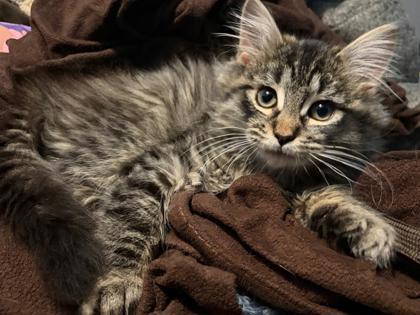 Sonata, an adopted mixed breed in New York, NY image 2/4