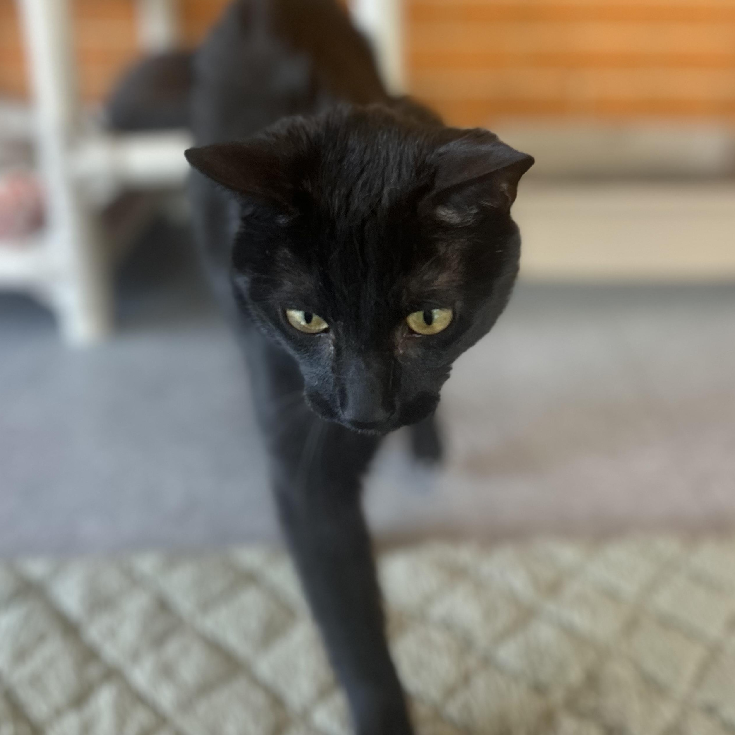 Enlarge Buddy, a Adoptable Domestic Short Hair in Madison Heights, MI image 2/2