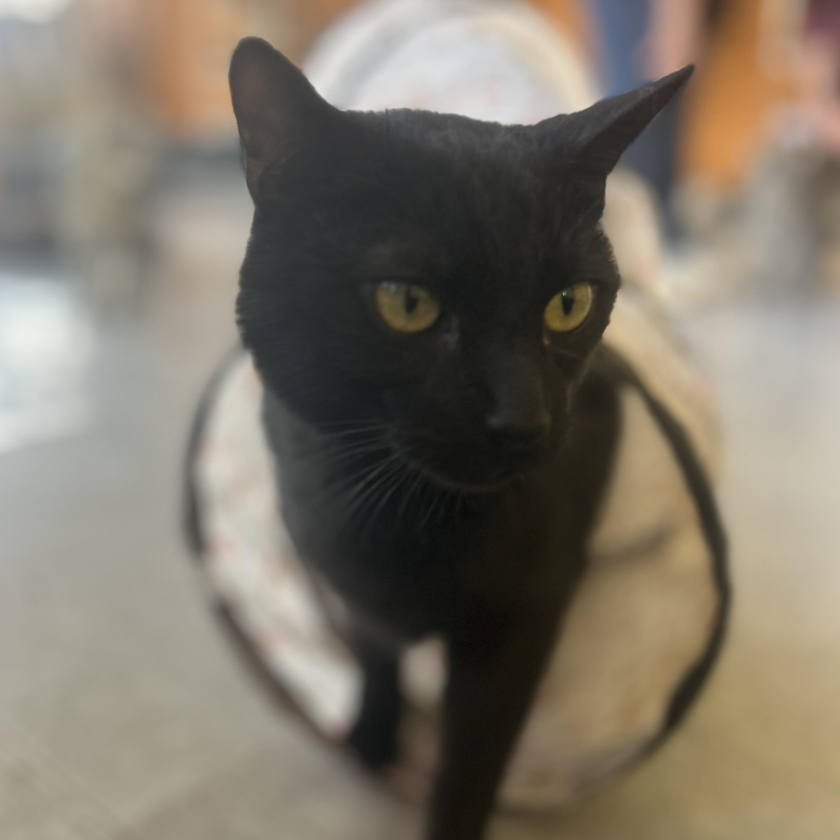 Buddy, Adoptable, Adult Male Domestic Short Hair.
