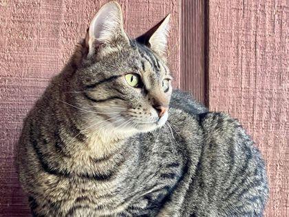 Enlarge Arnie, a Adoptable Domestic Short Hair in River Ridge, LA image 1/6