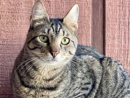 Enlarge Arnie, a Adoptable Domestic Short Hair in River Ridge, LA image 2/6