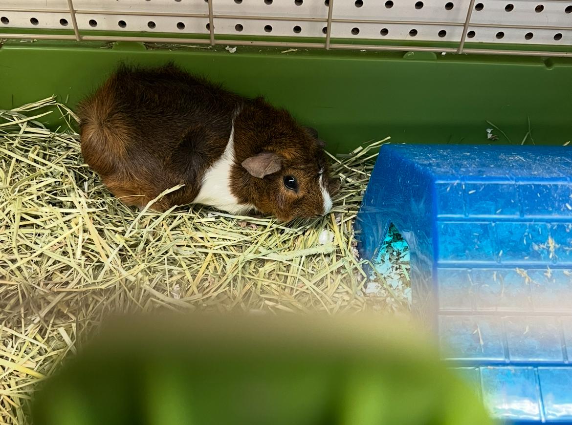 Enlarge Emerald, a ADOPTABLE mixed breed in Hillsborough, NJ image 4/4