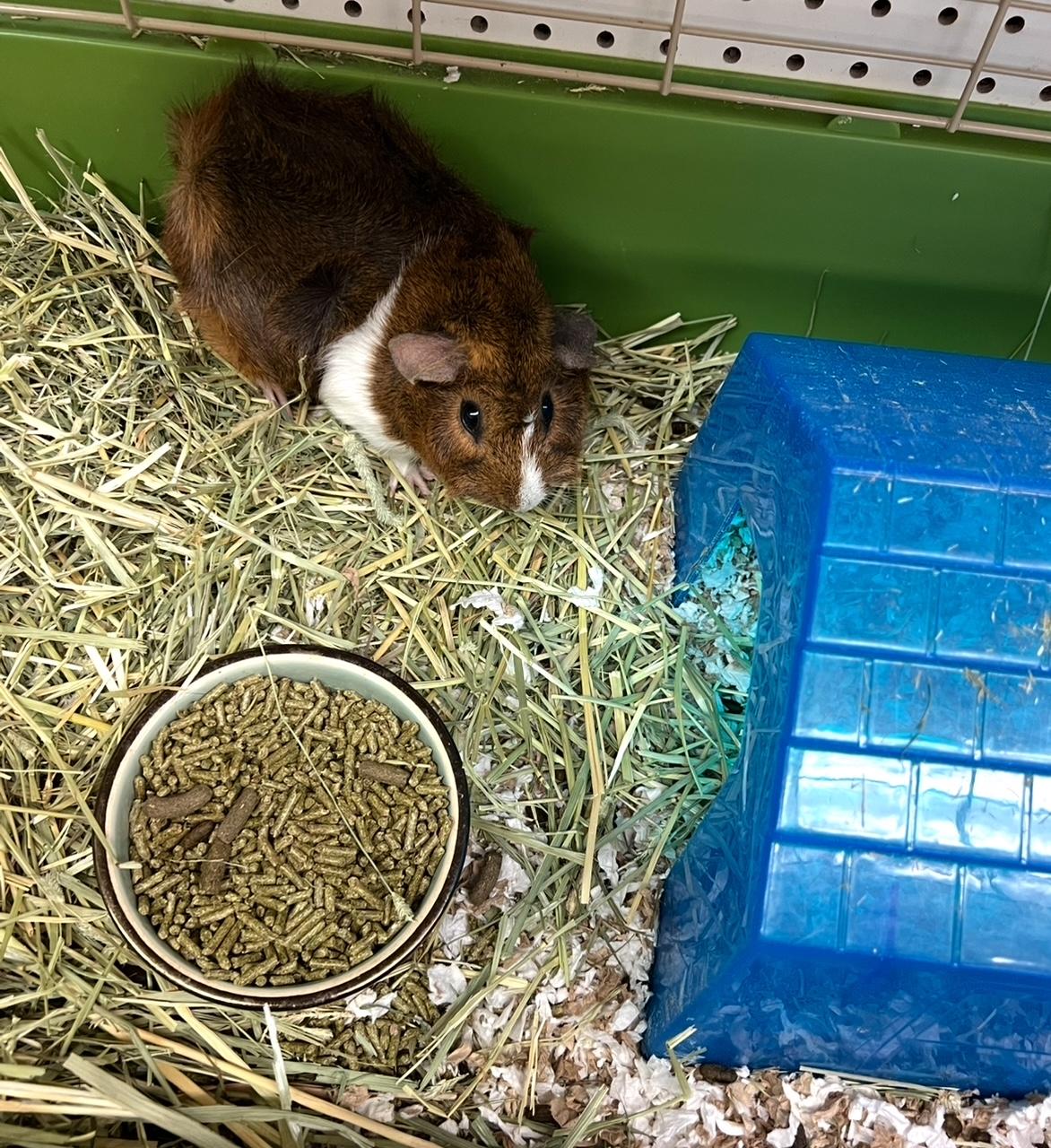 Enlarge Emerald, a ADOPTABLE mixed breed in Hillsborough, NJ image 1/4