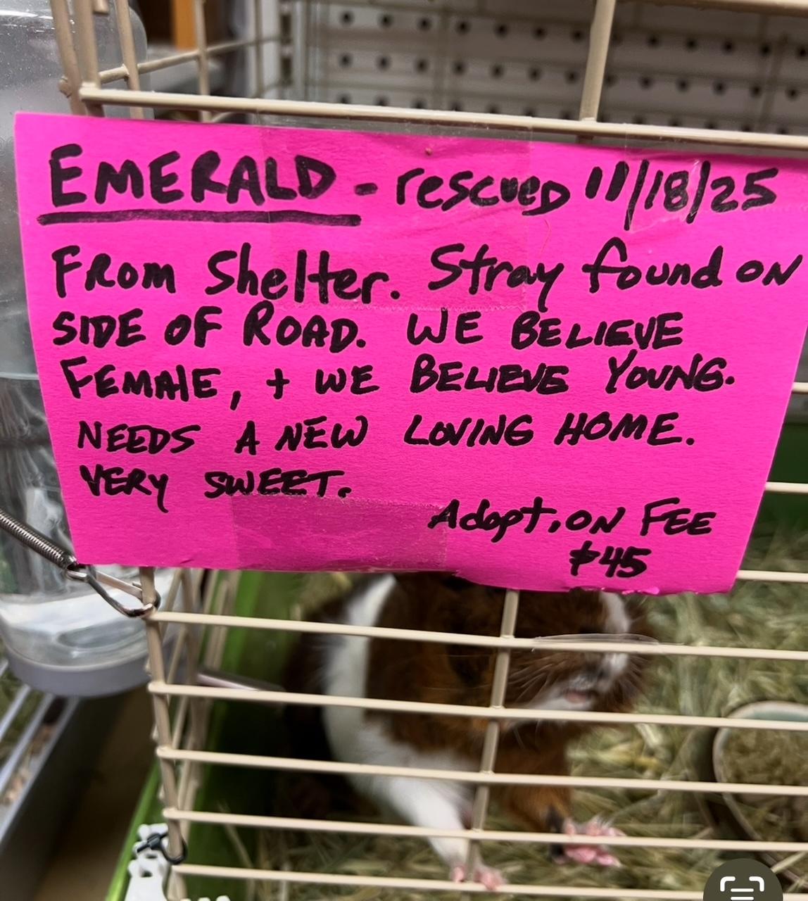 Enlarge Emerald, a ADOPTABLE mixed breed in Hillsborough, NJ image 2/4