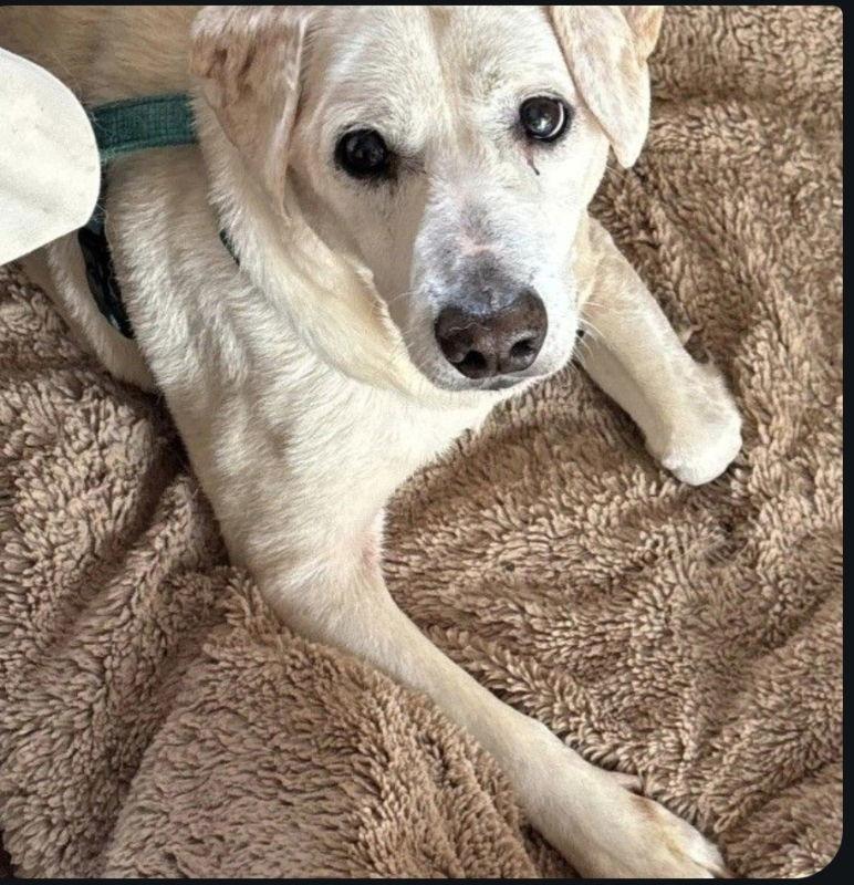 Milo, Adoptable, Young Male Beagle & Chihuahua.