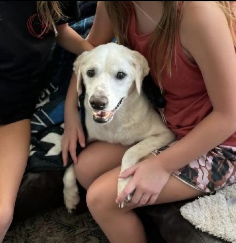 Milo, a Adoptable mixed breed image 2/3