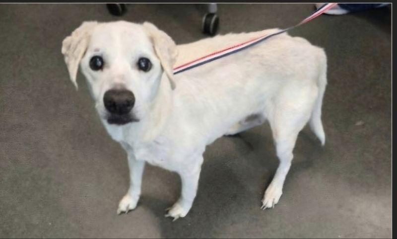 Milo, a Adoptable mixed breed image 3/3