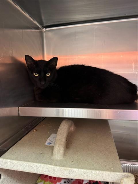 Enlarge MR. MANCHAS, a Adoptable Domestic Short Hair in Louisville, KY image 1/1