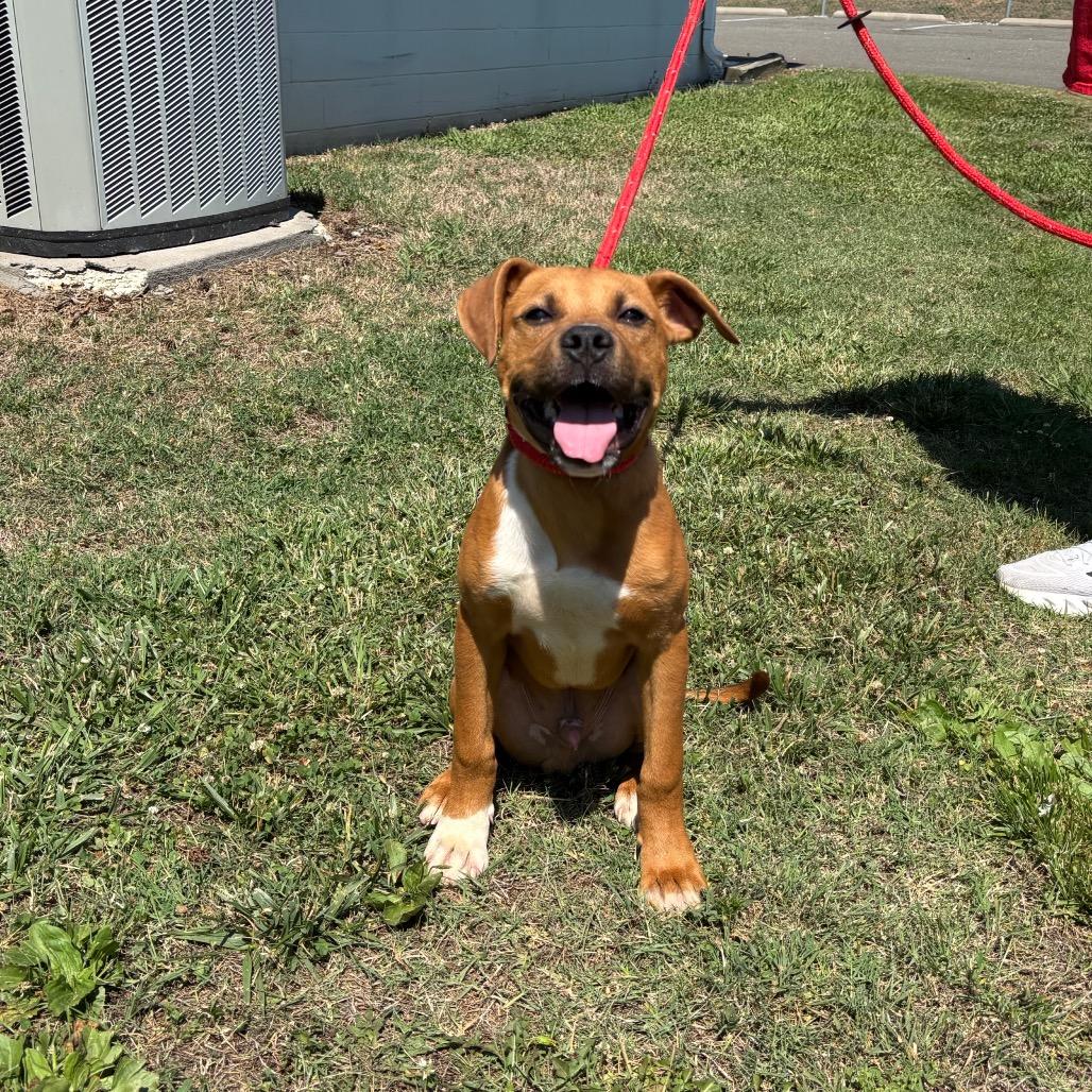 Butter, a Adoptable Pit Bull Terrier in Roxboro, NC image 1/5