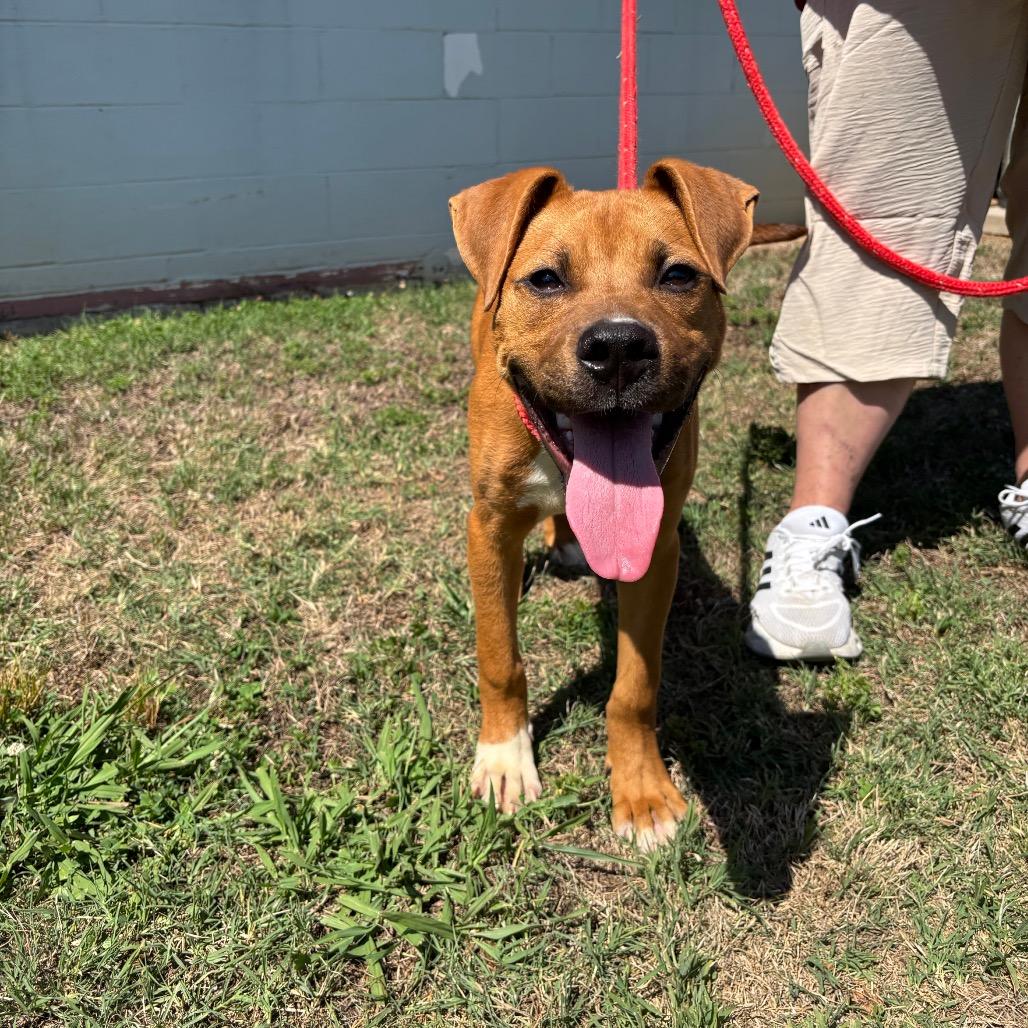 Butter, a Adoptable Pit Bull Terrier in Roxboro, NC image 2/5