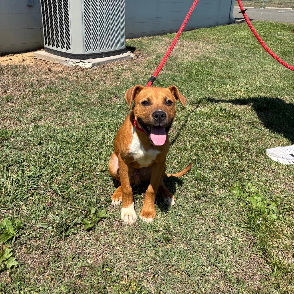 Butter, a Adoptable Pit Bull Terrier in Roxboro, NC image 3/5