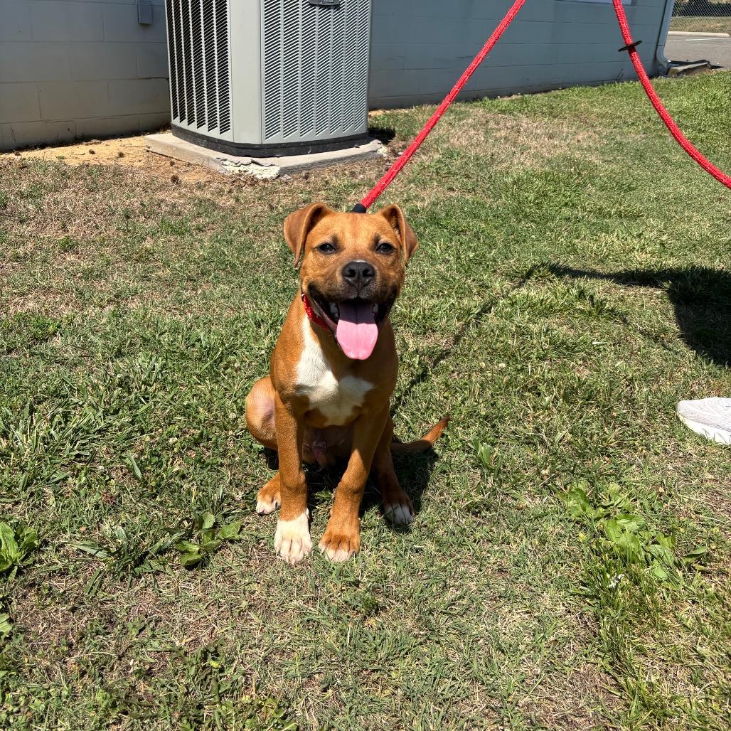Butter, a Adoptable Pit Bull Terrier in Roxboro, NC image 4/5