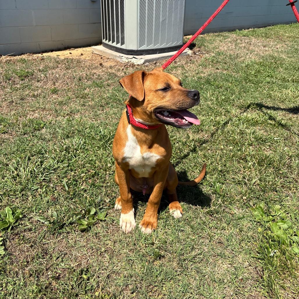 Butter, a Adoptable Pit Bull Terrier in Roxboro, NC image 5/5