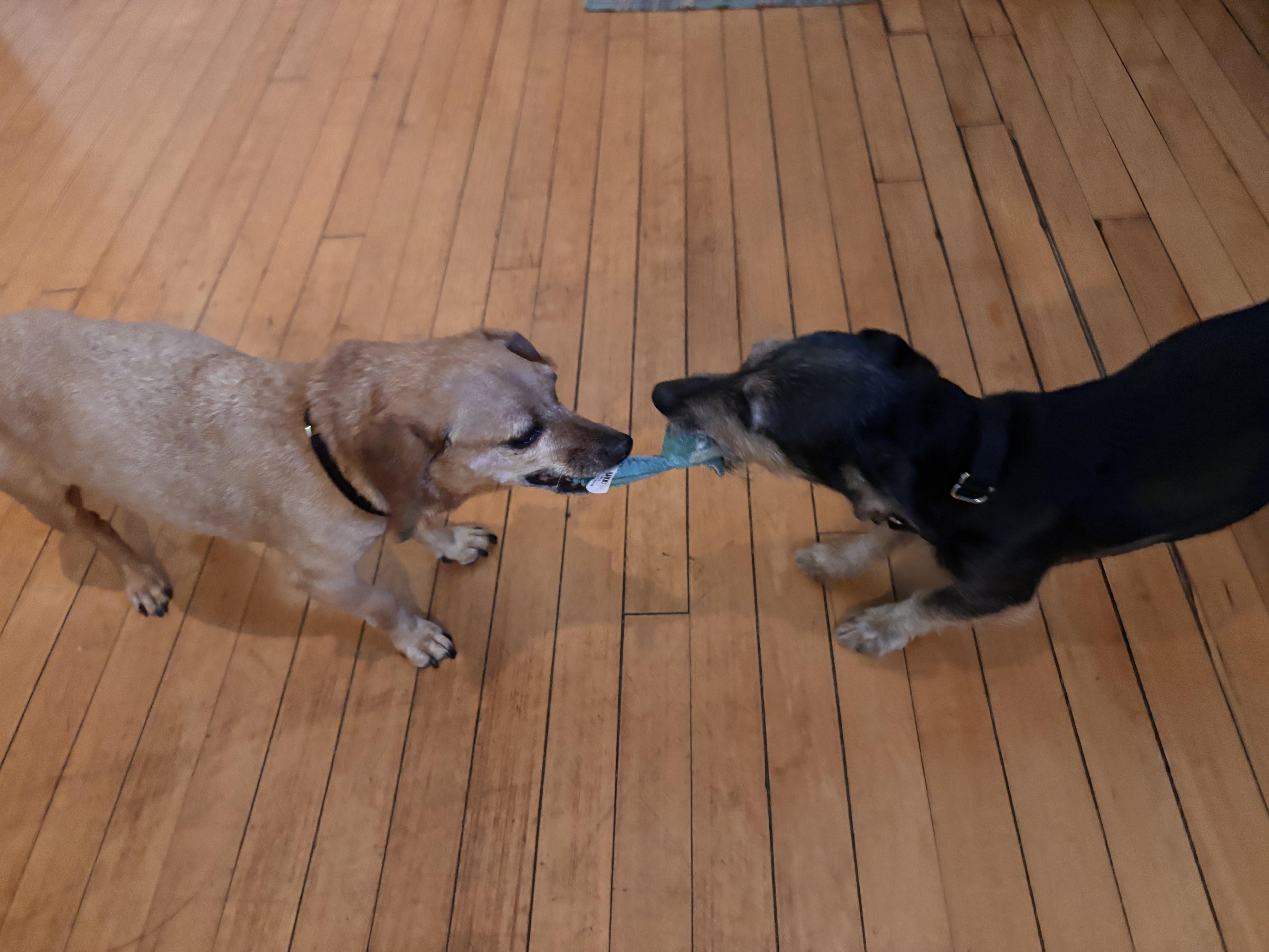 Enlarge Cashew, a ADOPTABLE mixed breed in Chicago, IL image 4/6