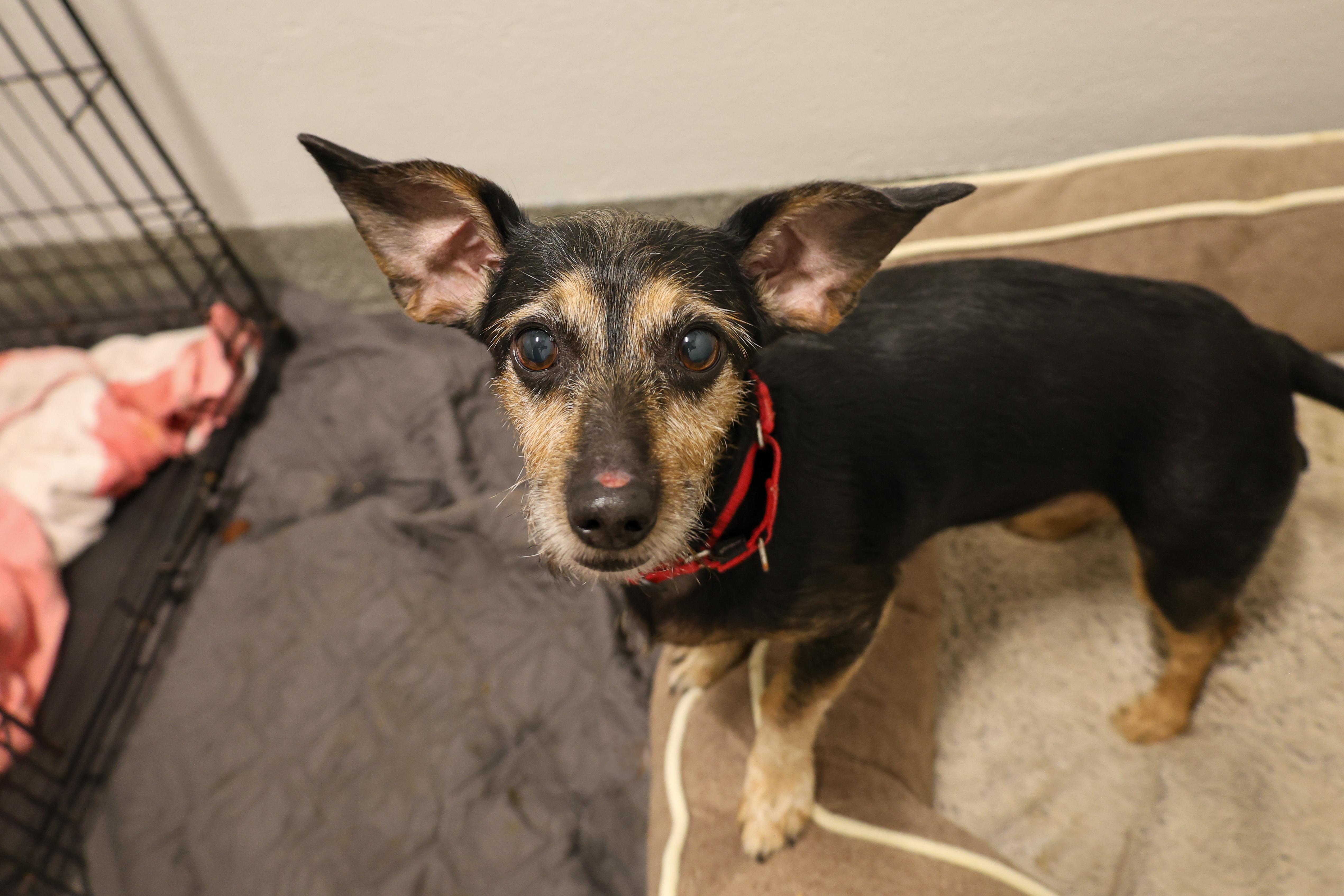 Enlarge Cashew, a ADOPTABLE mixed breed in Chicago, IL image 2/6