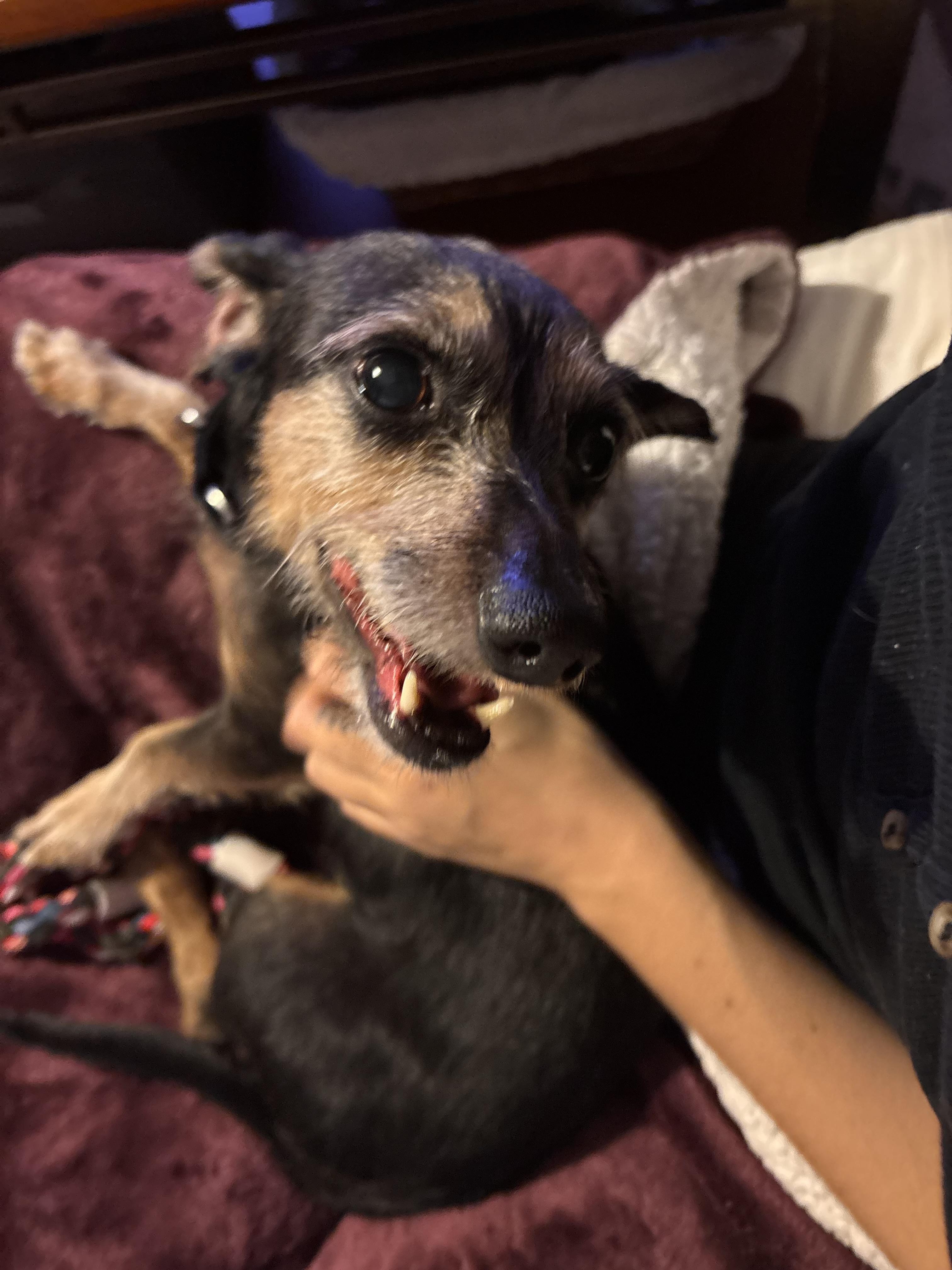 Enlarge Cashew, a ADOPTABLE mixed breed in Chicago, IL image 6/6