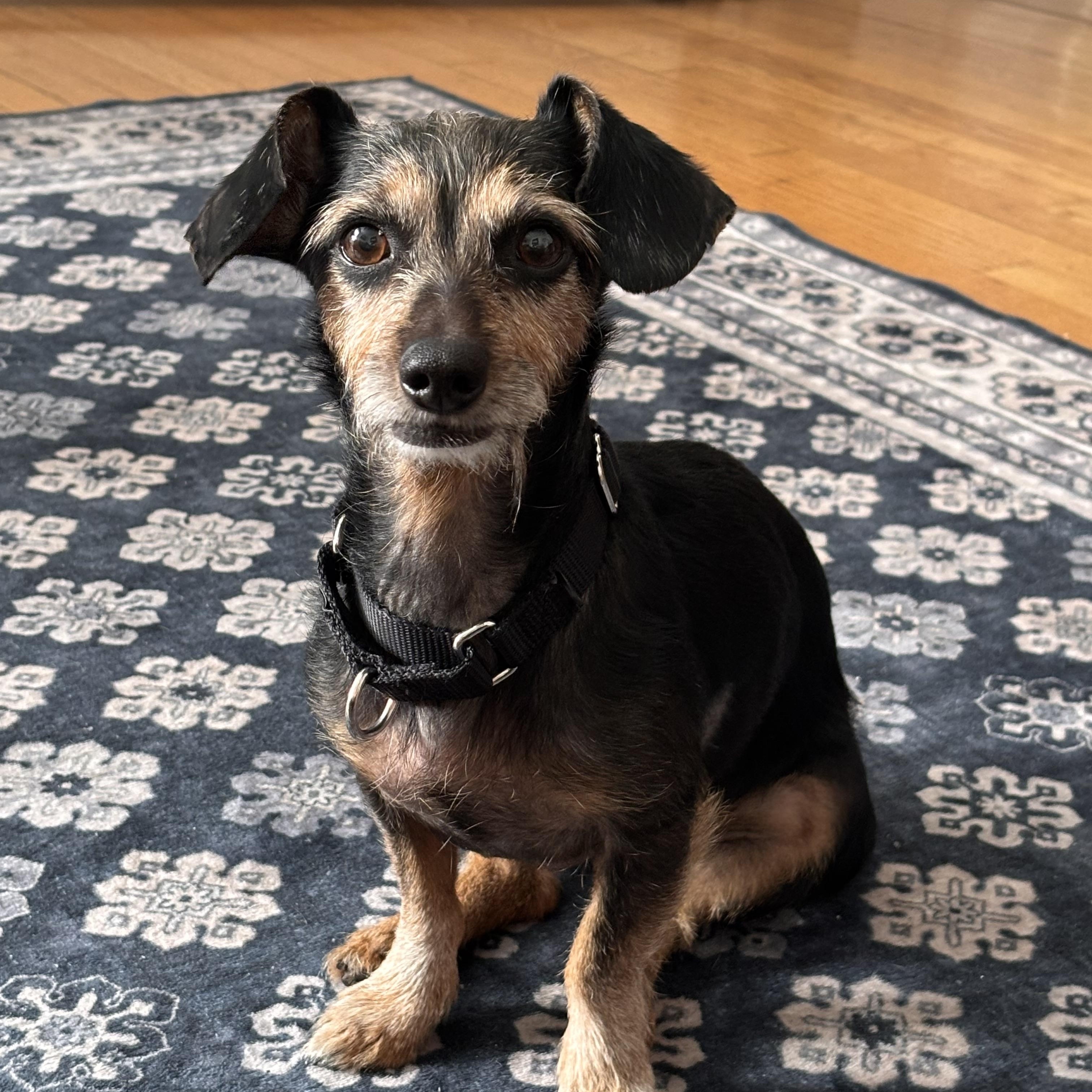 Enlarge Cashew, a ADOPTABLE mixed breed in Chicago, IL image 1/6