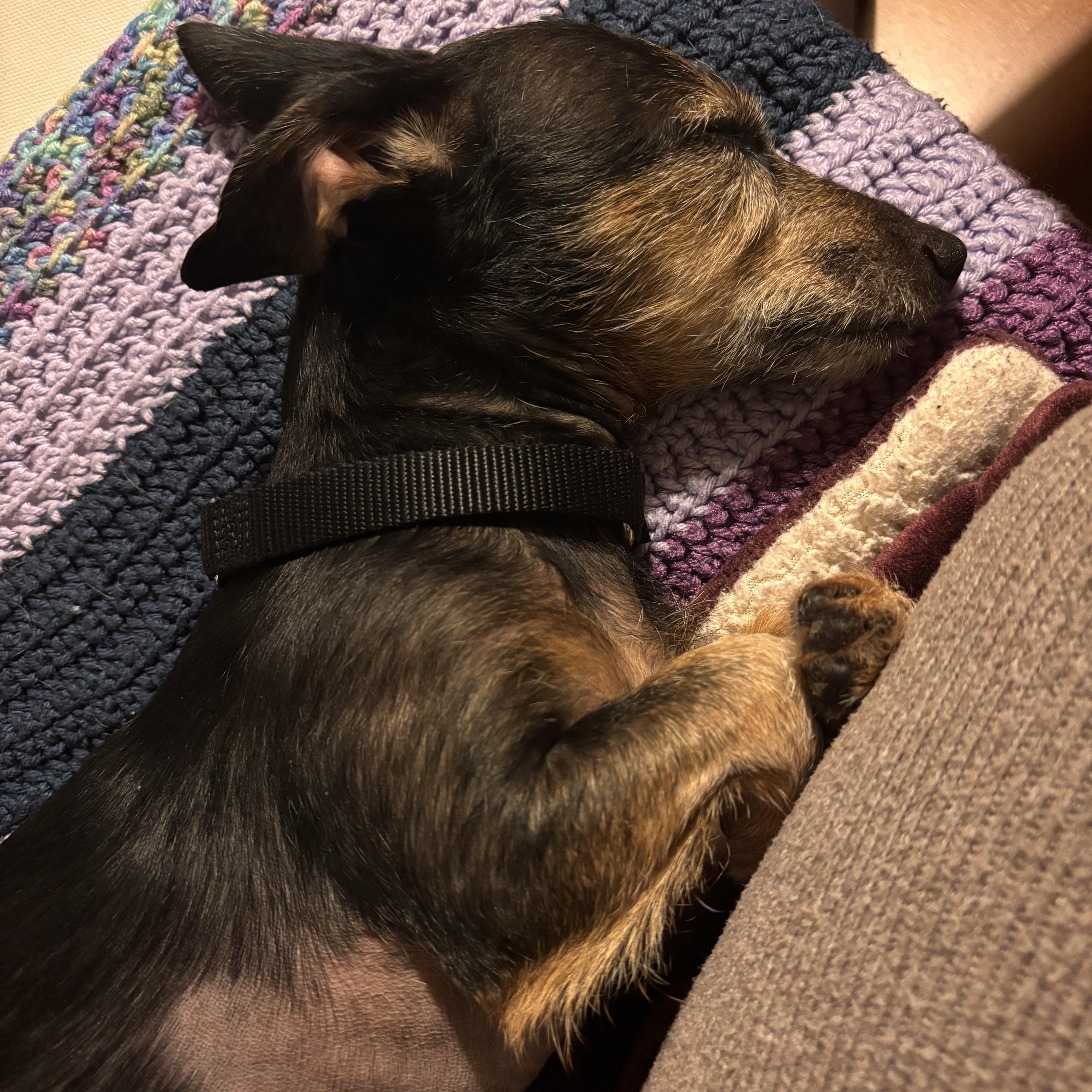 Enlarge Cashew, a ADOPTABLE mixed breed in Chicago, IL image 5/6