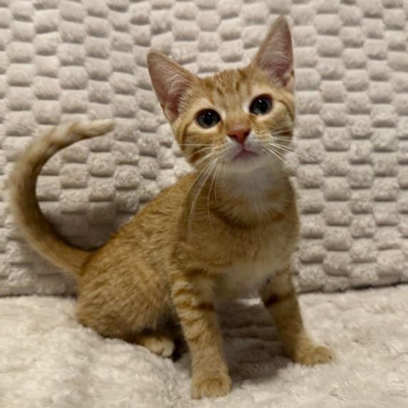 Cinco, Adoptable, Kitten Male Domestic Short Hair.